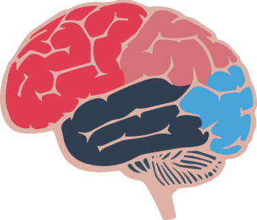 cerebrum-dementia.png