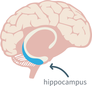 hippocampus-dementia-guide.png
